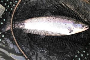 Perfect River Tay Springer