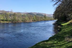 Salmon Behaviour Observations