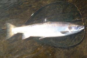 Playing A Salmon
