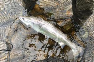 Running River Tay Spring Salmon