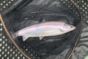 The River Tay Soothsayer