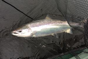 The King Of Fish