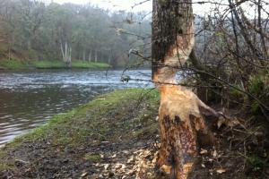 Protecting Riverside Woodlands