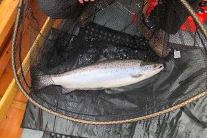 Perfect Spring Salmon Fishing