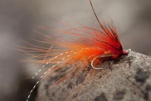 Salmon Fly Control