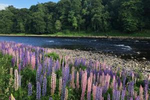 Famous Tay Salmon Pools