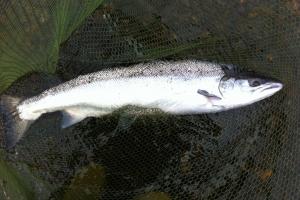 Fresh Run Early Spring Salmon