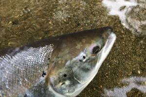 The Magnificent Salmon Adventure