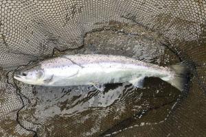 Hooking Salmon Effectively