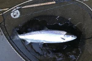 Control Your Salmon Fly