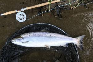 Atlantic Salmon Individuality