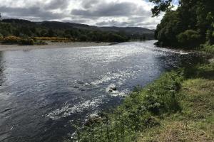 Identifying The Salmon Lie