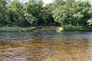 Salmon Fly Behaviour
