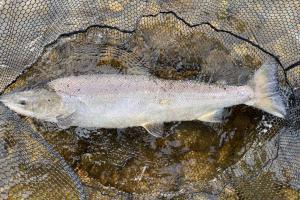 Targeting Deep Lying Resident Salmon