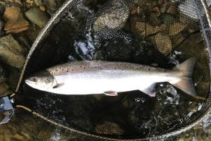 Stay On The Salmon Pool Move