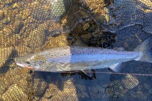 Stealth On The Salmon River