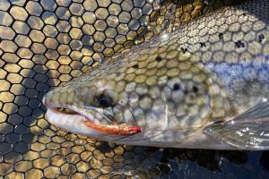 Setting A Salmon Fly Hook