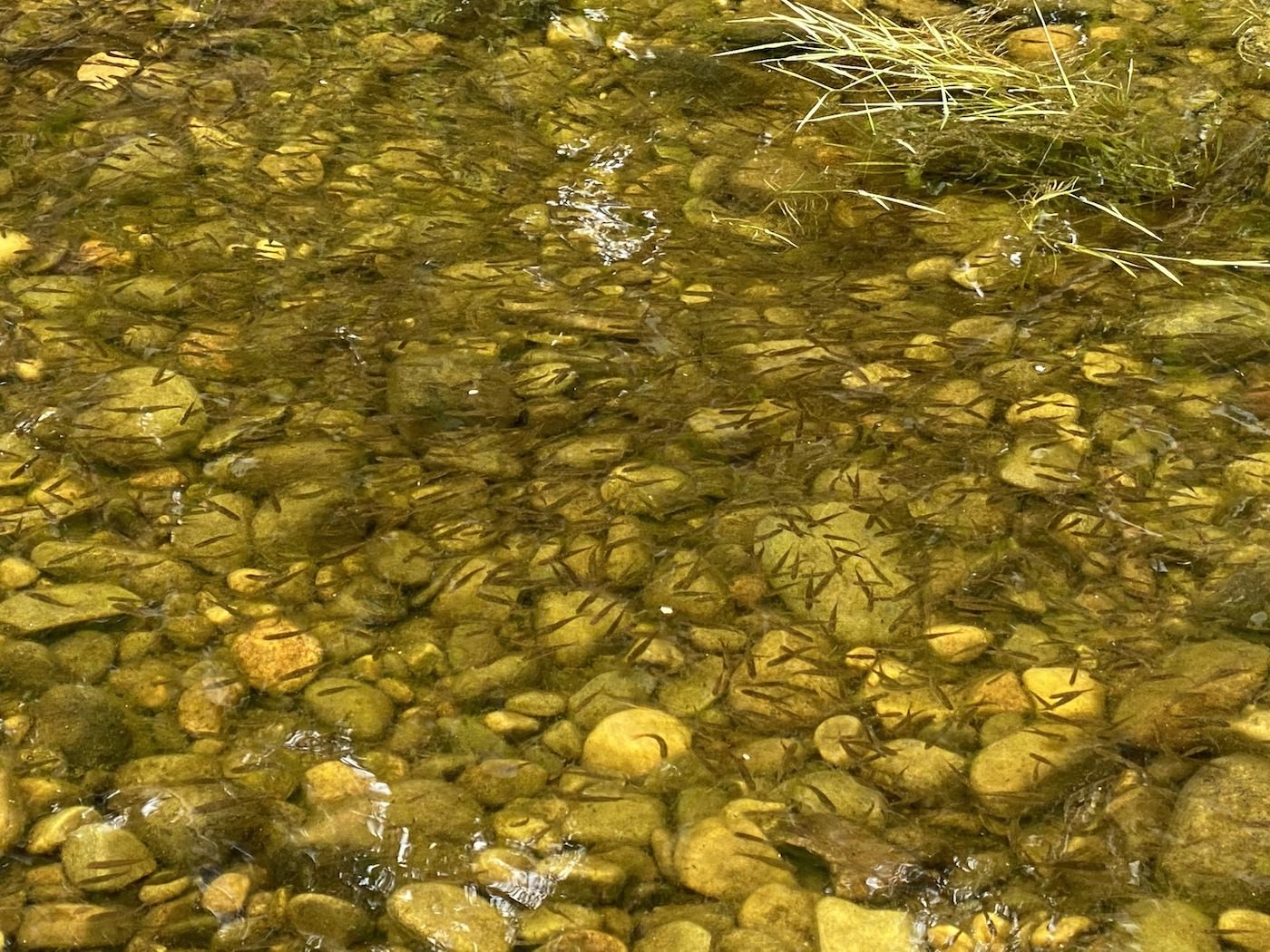 Salmon fry are often abundant in the margins of the River Tay during late Spring when the eggs hatch from the gravel. This shot of these fry on the gravel riverbed was taken near the Perthshire town of Dunkeld while I was working as a salmon fishing guide.