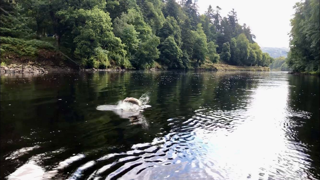 When playing a salmon it's important to ease off the rod pressure if you see you're fly line rising and anticipate a jump. If a fish does jump like this simply drop your rod so the fish cannot get a bang at the taught mainline with it's tail which could dislodge your hard earned salmon fly hook hold. I took this photo while serving as a salmon fishing guide on the River Tay near Dunkeld as my salmon fishing guest was plating this fine salmon.