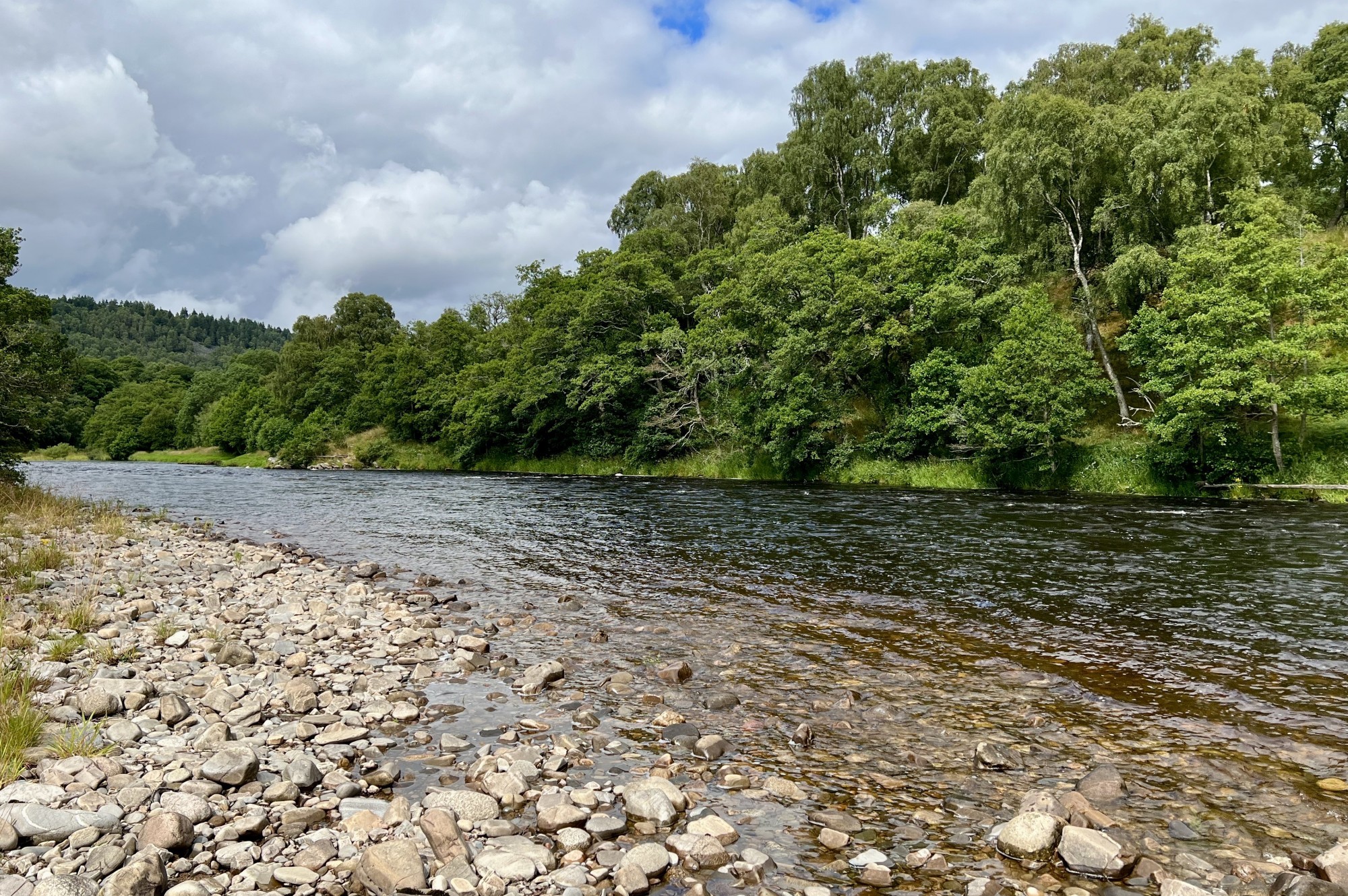 A stoney riverbank of the River Spey where native alder trees cast shadows on the deeper part of the river where salmon shelter from the sun on brighter days. Our River Spey salmon fishing guides love to bring Spey salmon fishing trip guests to this beautiful water which is located on the famous Tulchan Estate near the Speyside town of Grantown on Spey.