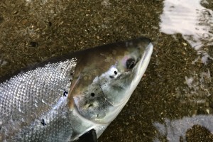 The Call Of The Salmon River