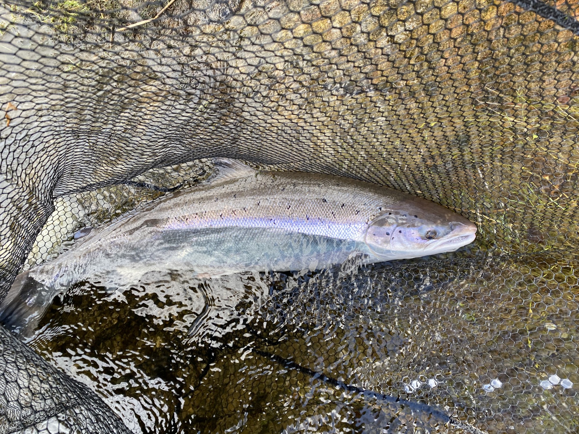 This was my first fish of the 2024 River Tay salmon fishing season and a fine fish too as you can clearly see here in this photograph. Look at its beautiful oceanic colours as they highlight against the dark browns of the river environment. I caught this fine at the Rock Pool on Kinnaird Water which has always been a good Spring salmon fishing area.