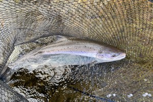 Salmon Fishing Introductions