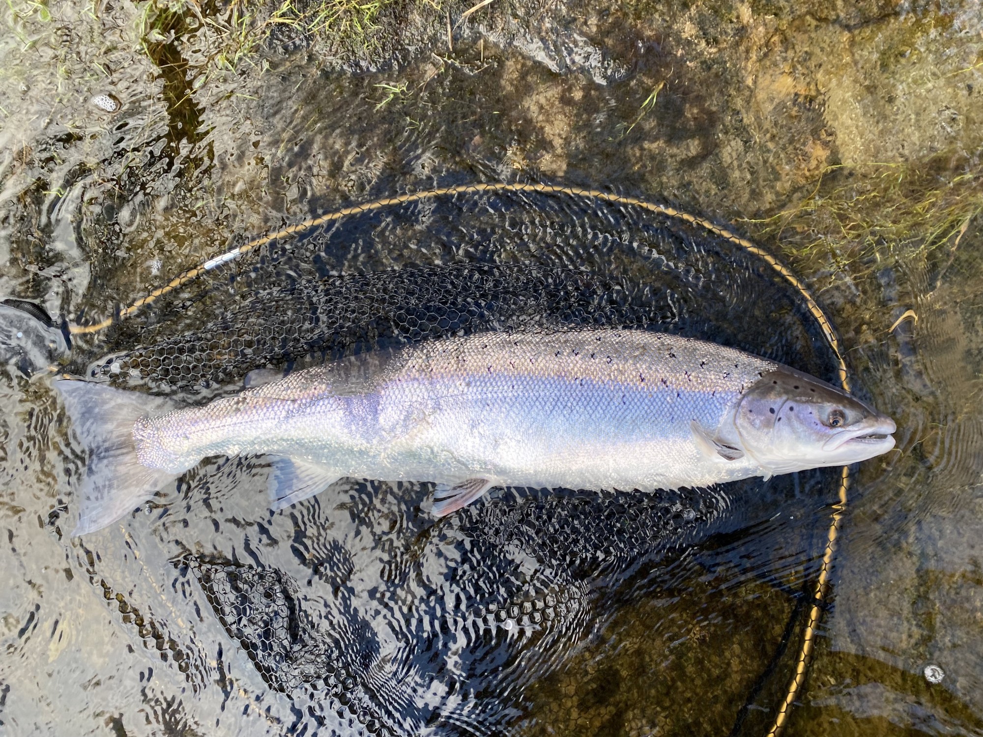 I caught this perfect River Tay Spring salmon in February on the Kinnaird salmon beat near Pitlochry. These fish are in a true class of their own and are the objective of most knowledgable salmon fishers who appreciate their brilliance. February isn't generally regarded as a prime Scottish Spring salmon fishing month but experienced Tay fishers know better. I was resting this lovely fish in the landing net for a few minutes when I took this shot before releasing it back to the river.