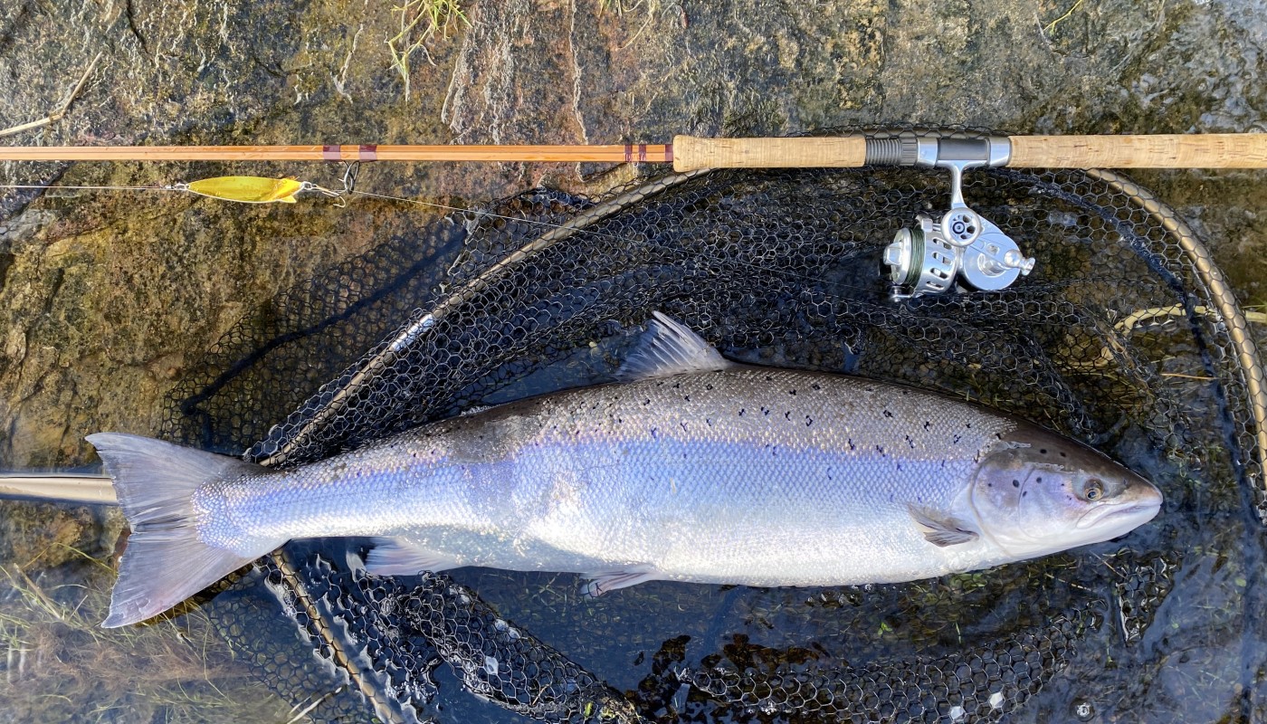 This perfect River Tay Springer was caught by myself on the 23rd of February from the Kinnaird salmon beat near Pitlochry. These early run Scottish salmon are perfect specimens and are guaranteed to get your heart racing. This fish was quickly returned and swam off strongly to continue its upstream migration to the upper reaches of the Tay. You can see the gold ABU Toby lure, Bruce & Walker Hexagraph spinning rod and Van Staal spinning reel used in the capture of this fine Spring run salmon.