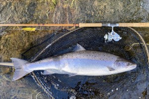 Successful Salmon Spin Fishing
