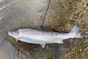 Make Your Own Salmon Fishing Luck