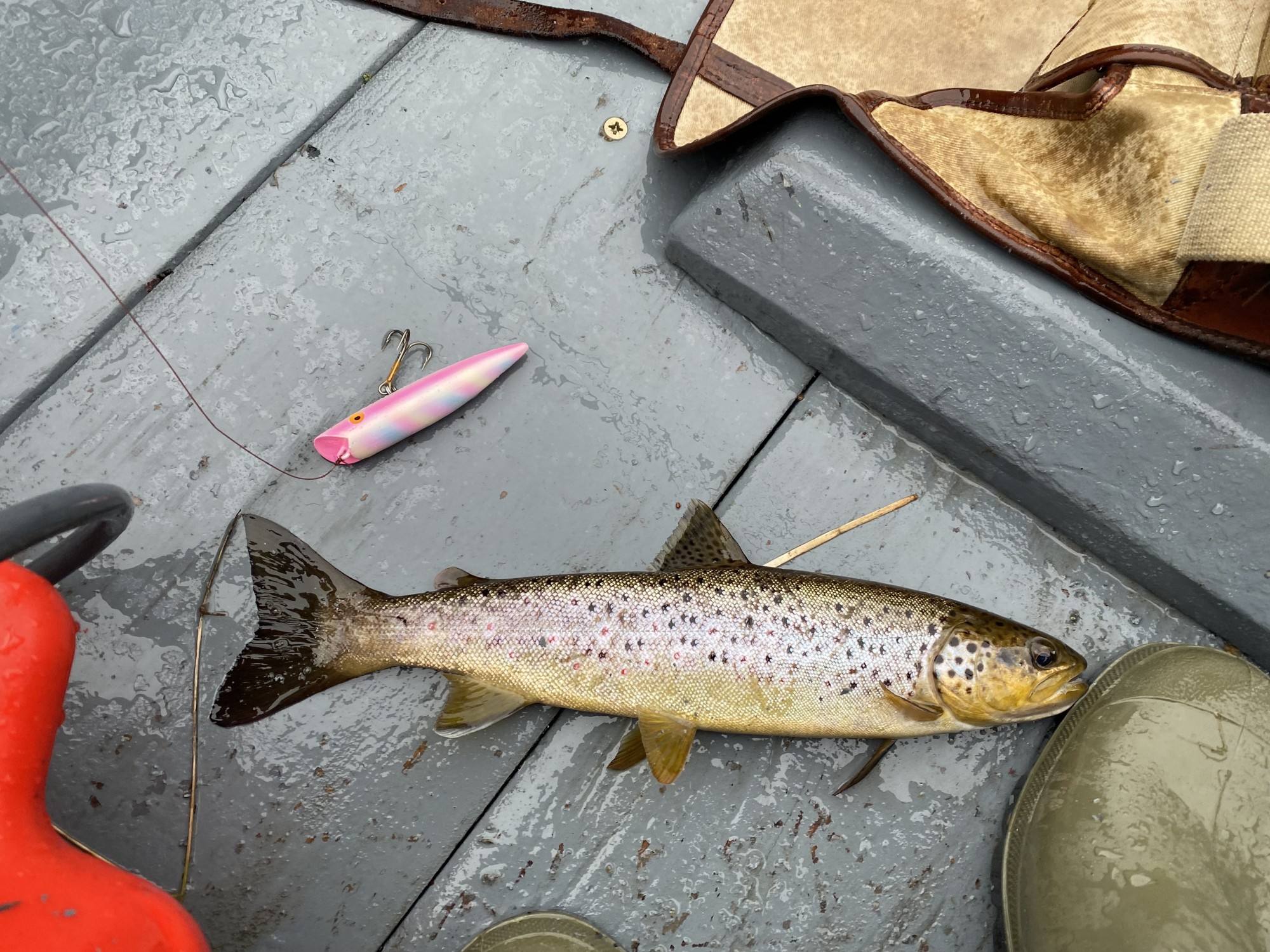 Even a small wild brown trout like this will attack a big salmon 4 inch lure which it thought was a juvenile salmon smolt. You can see my fuel can, Brady fishing bag and Le Chameau wellington boot in this shot on the floor boards of a Kinnaird Beat River Tay salmon boat. I fed this trout to the native otters that live on the Tay that same day.