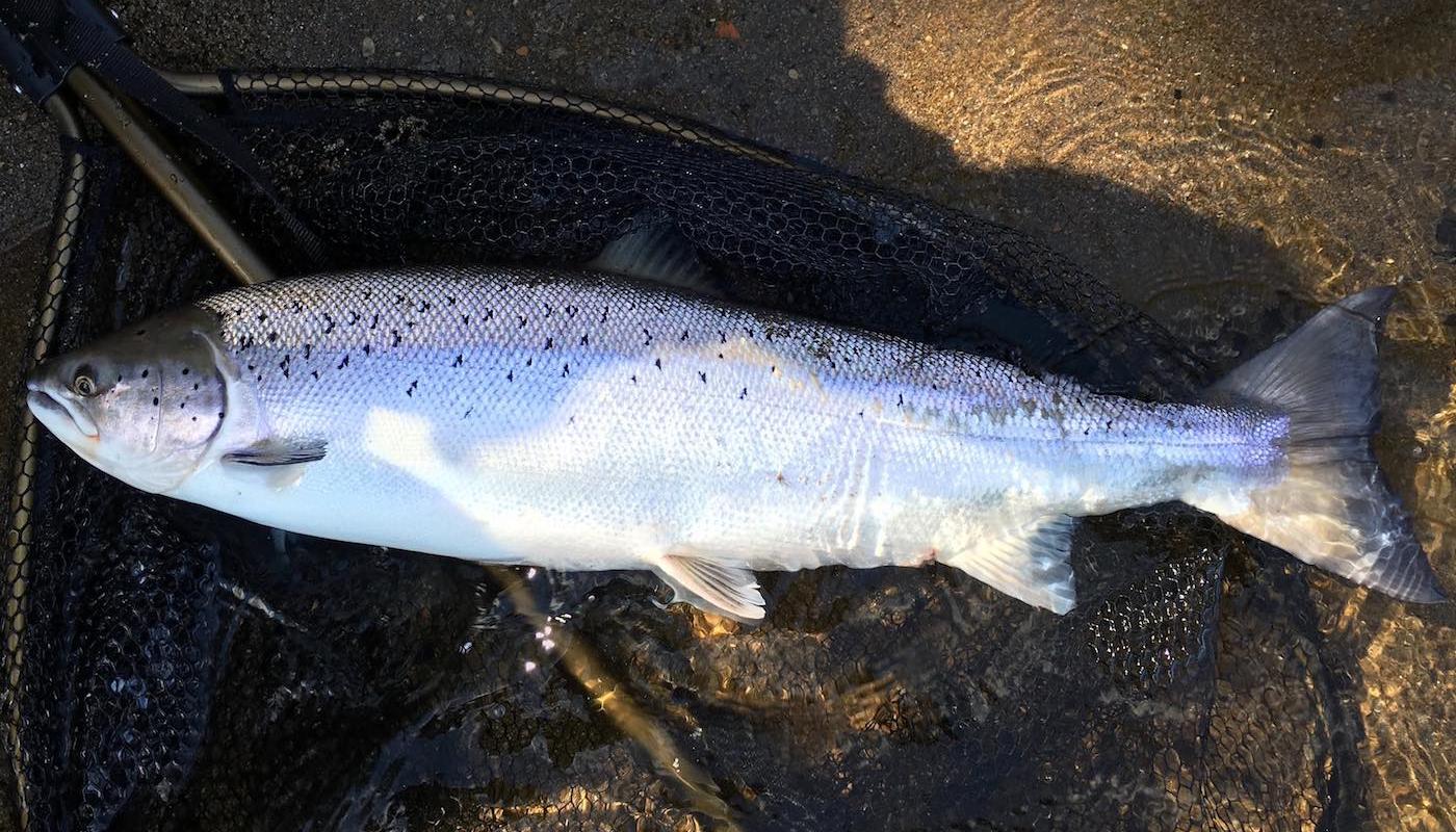 Here's another fine Spring salmon lying on the McLean landing net on the sand bar on the right hand bank of the Kinnaird Beat salmon beat's March Pool near Dunkeld. I love it when the sun pops out to illuminate my Spring salmon capture photographs. I've landed many salmon on this sand bank for salmon fishing holiday guests over the last few decades.