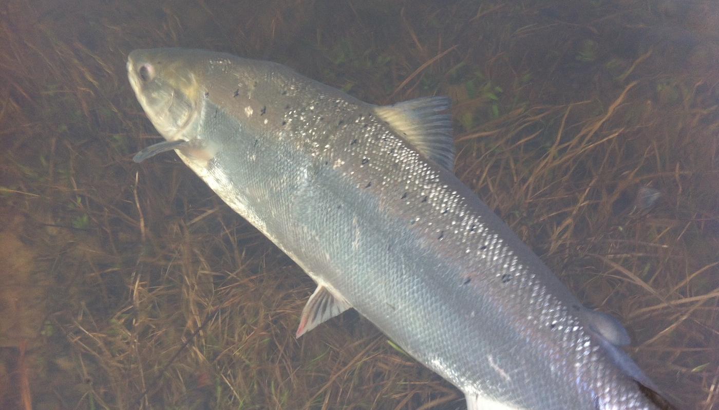 I caught this fine Spring salmon at the Rock Pool on the Kinnaird Beat of the River Tay while working there as a salmon fly fishing instructor. This silver salmon showed up well against the dull light condition that prevailed that day as you can see in this perfect salmon photograph.