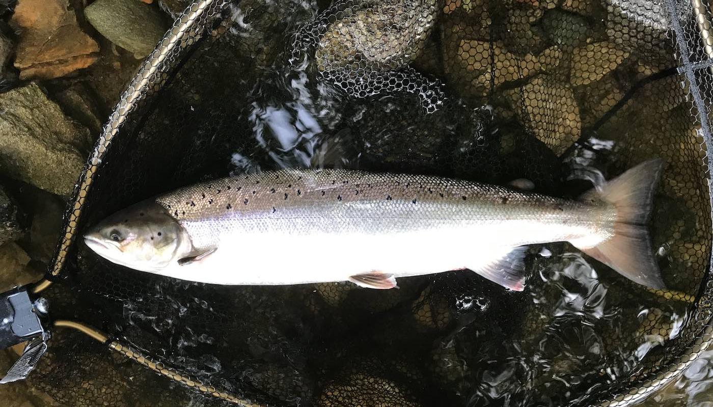 This fine Scottish Summer salmon is lying in the fine meshed McLean 32 inch landing net on the riverbed cobble stones in the shallow water margins. A salmon fishing holiday guest of mine was the fortunate salmon fisher who hooked and landed this salmon on the River Tay near the mouth of the River Tummel while I was working as his personal salmon fishing guide. 
