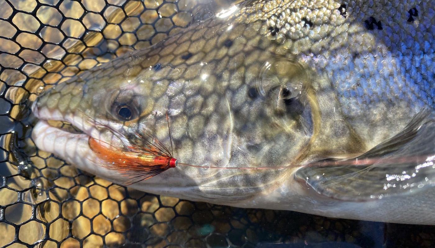 A heart racing close up inspection with one of these fine Atlantic salmon and will remain in your memory banks for an entire lifetime. This perfect Summer salmon came to a deadly Jock's Shrimp salmon fly and was caught near to the River Tummel/Tay confluence which is located not too far away from Pitlochry in Perthshire. Note the fish friendly fine mesh of the landing net behind the salmon.